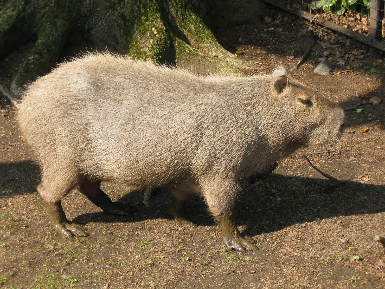 Parco Faunistico La Torbiera
