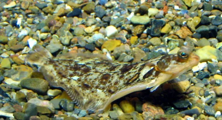 North Sea Oceanarium