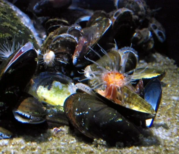 North Sea Oceanarium