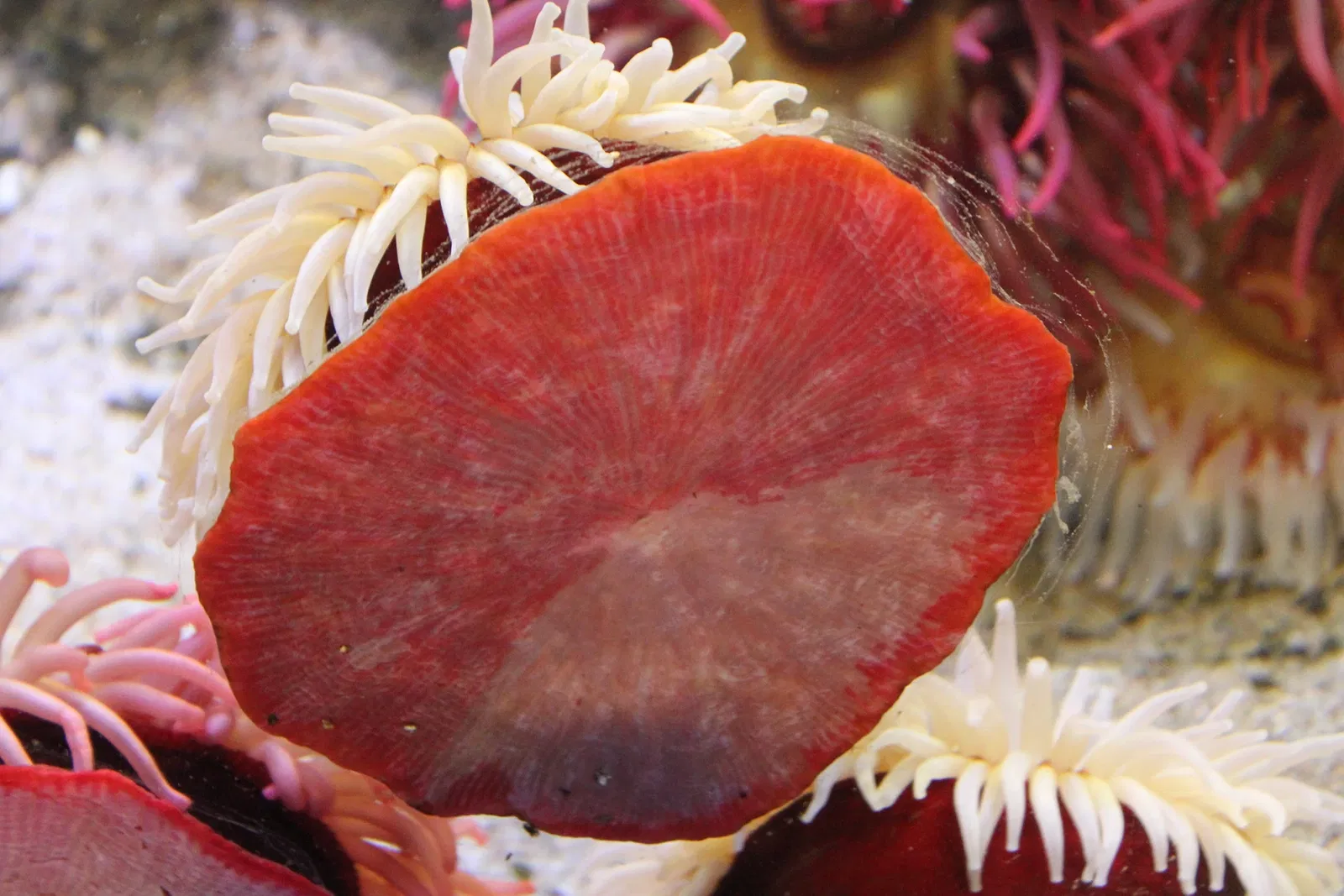 National Aquarium Denmark