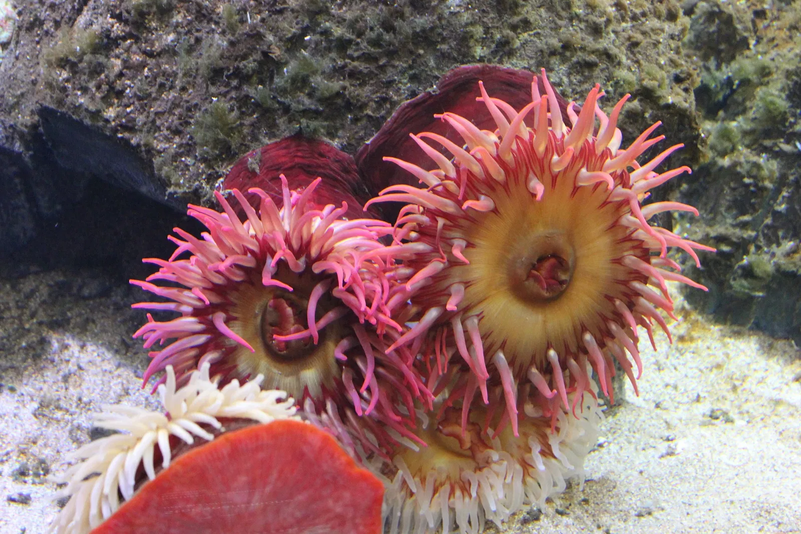 National Aquarium Denmark