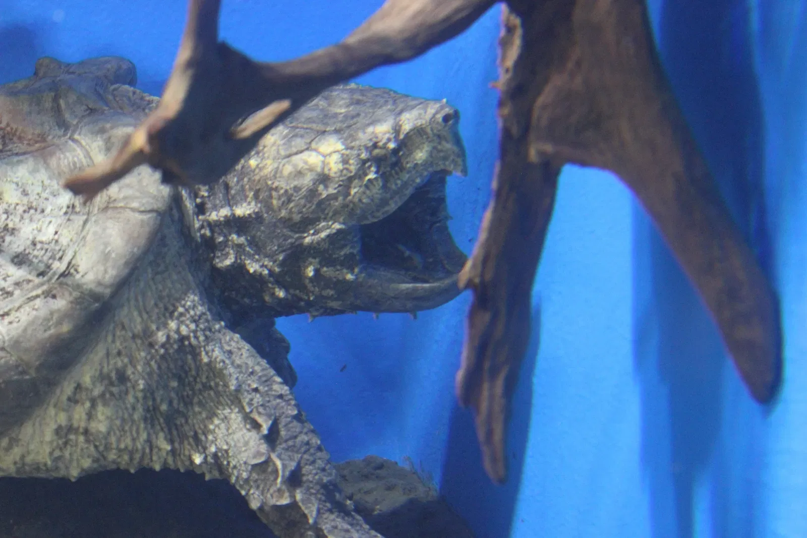 National Aquarium Denmark