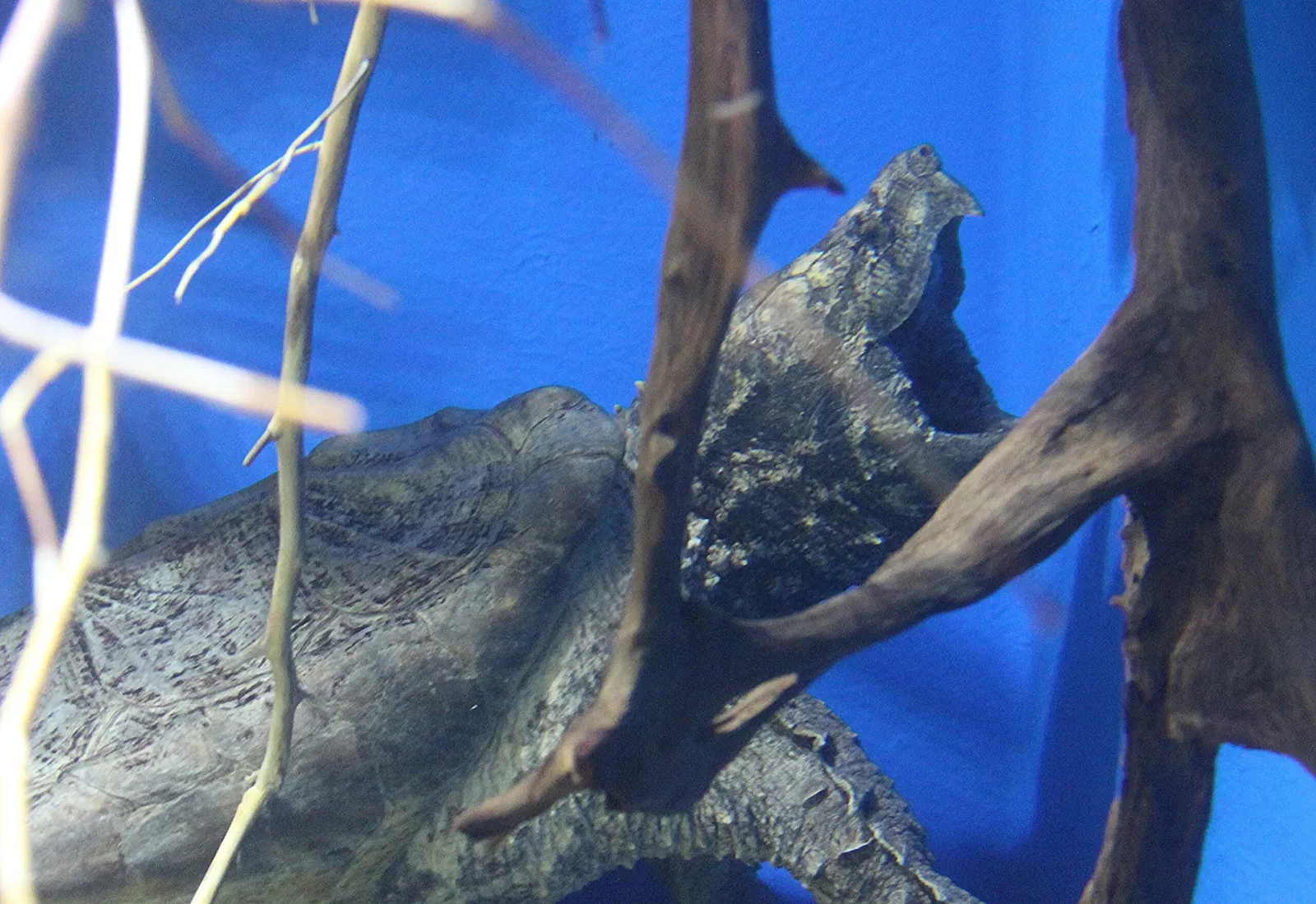 National Aquarium Denmark