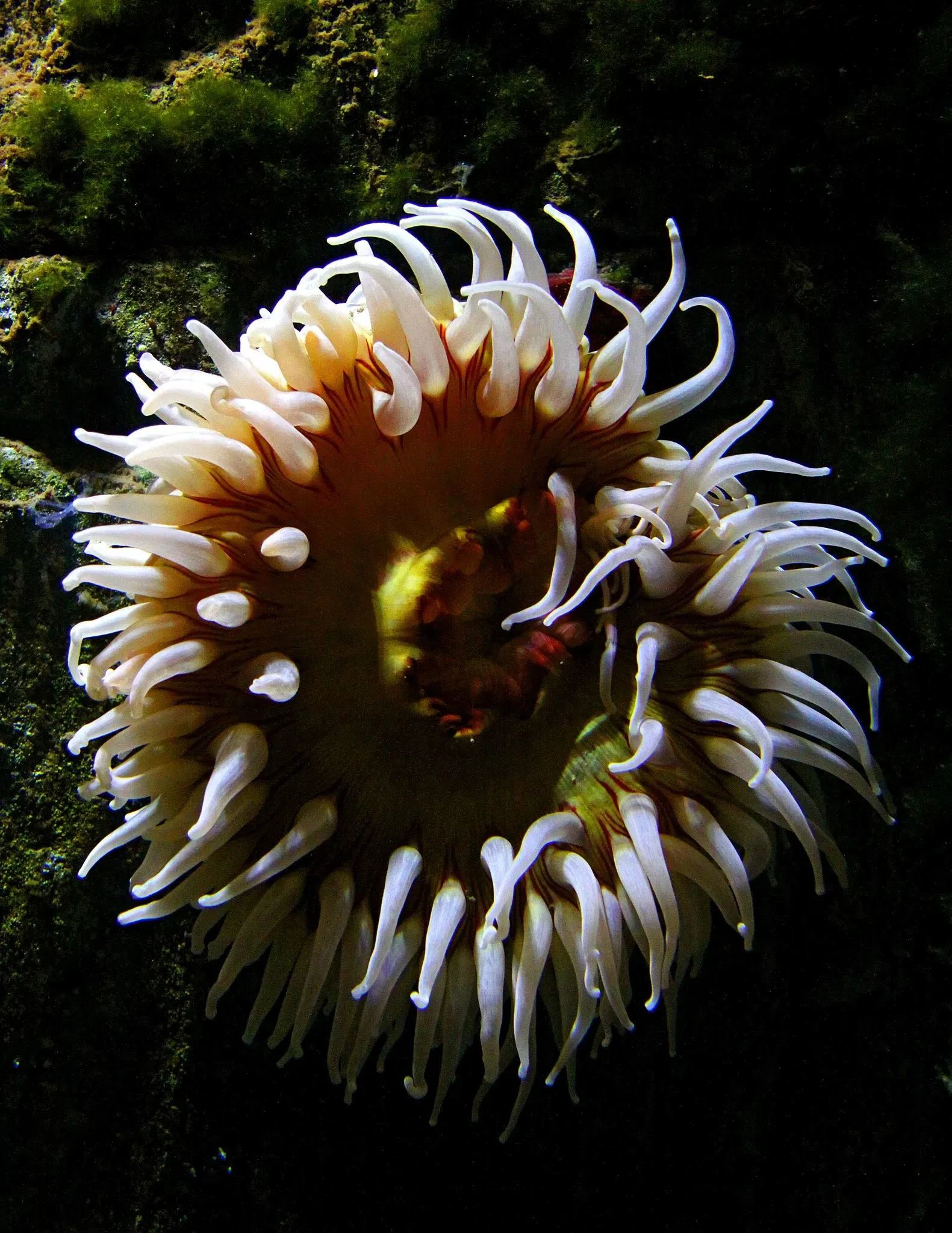 National Aquarium Denmark