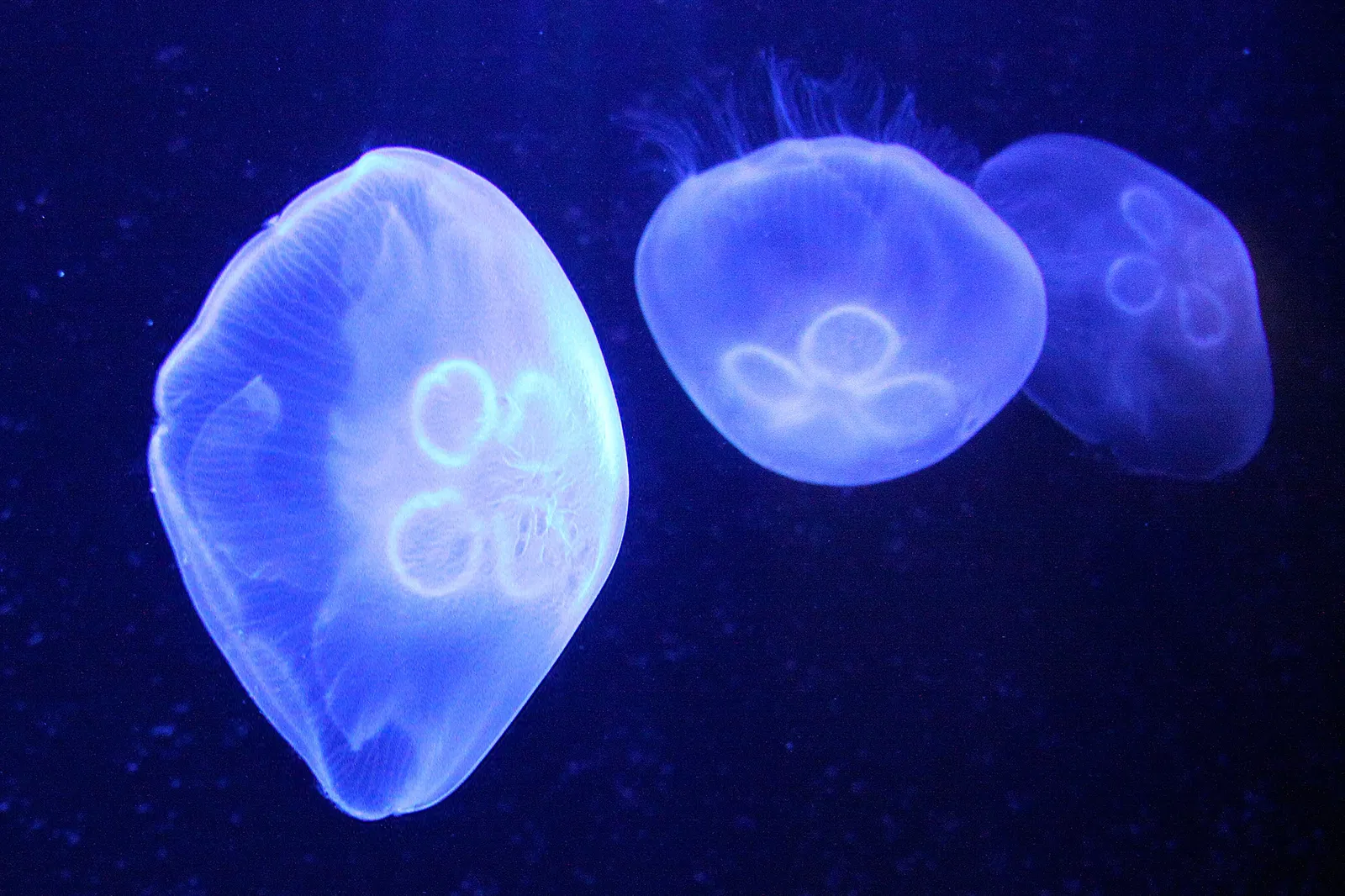 National Aquarium Denmark