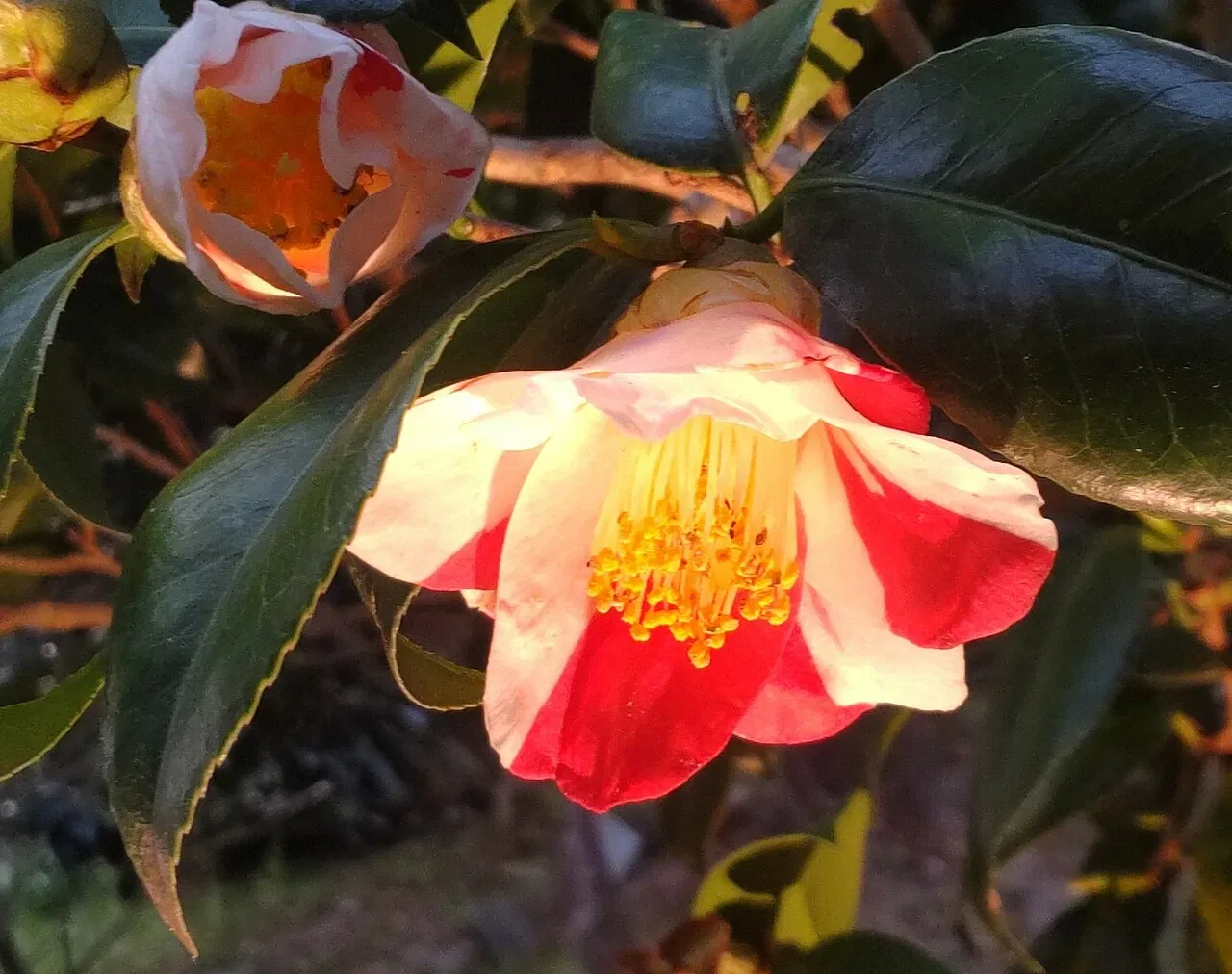 Higashiyama Zoo and Botanical Gardens