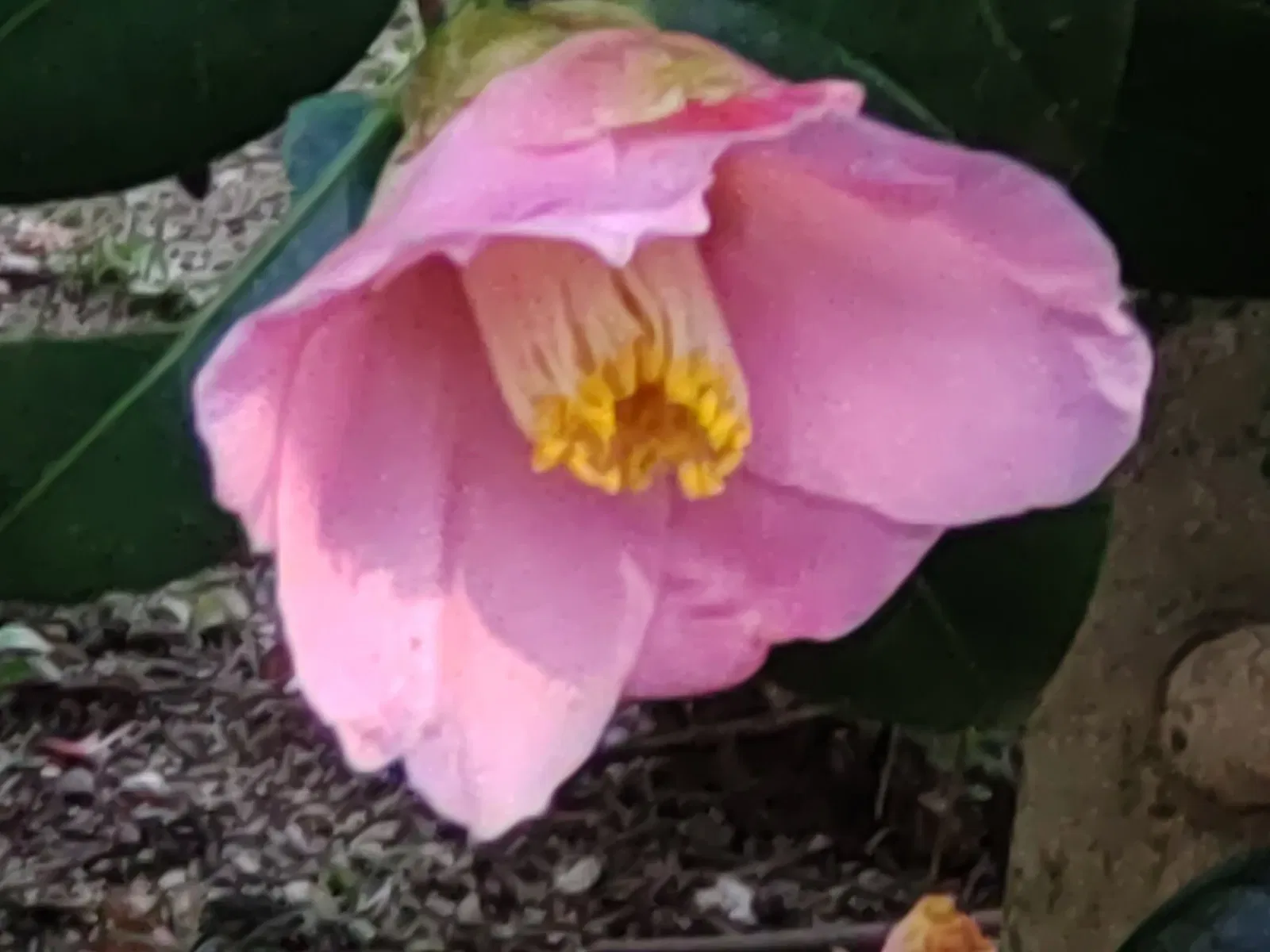 Higashiyama Zoo and Botanical Gardens