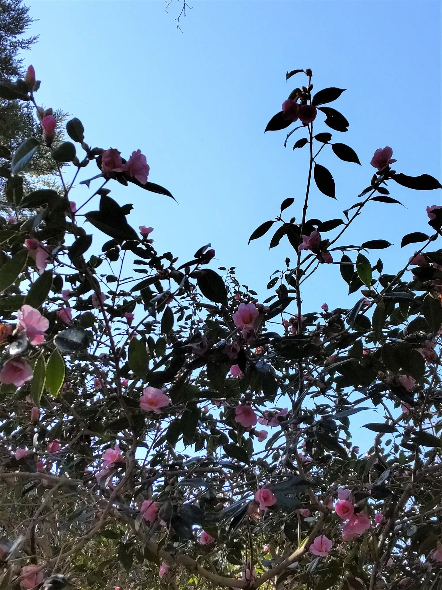 Higashiyama Zoo and Botanical Gardens