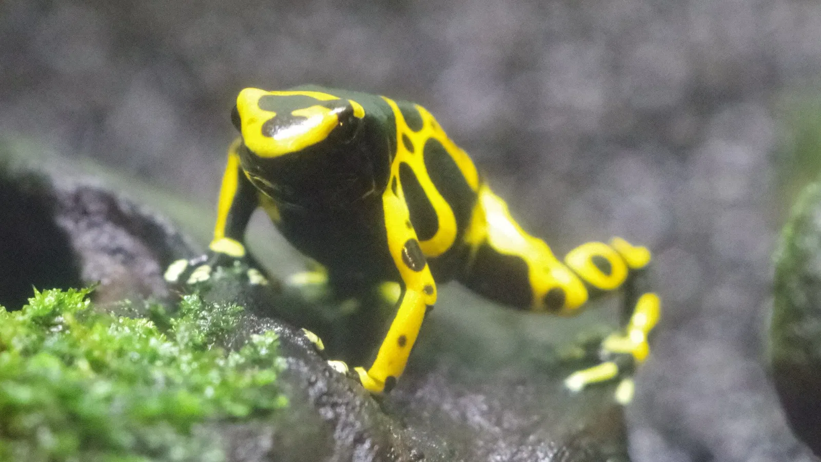 Higashiyama Zoo and Botanical Gardens