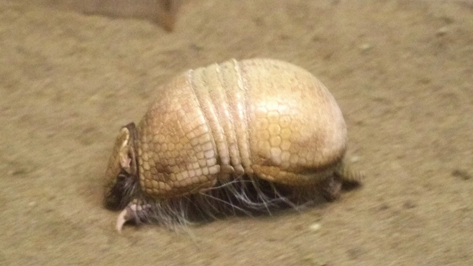 Higashiyama Zoo and Botanical Gardens