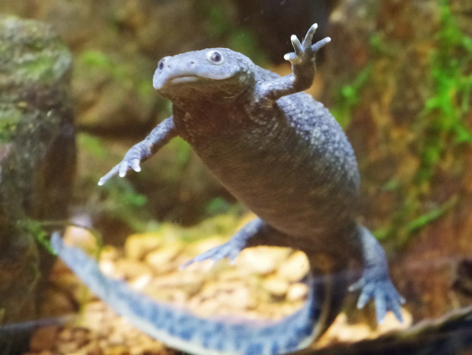 Higashiyama Zoo and Botanical Gardens