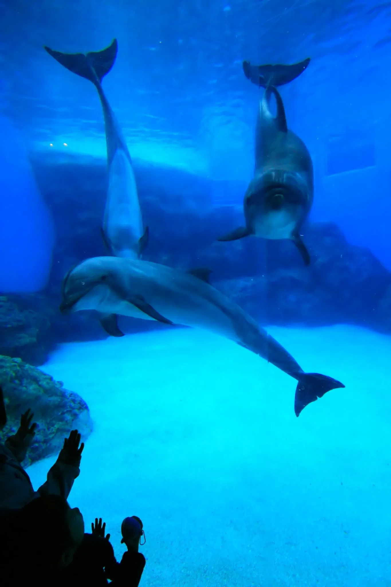 Port of Nagoya Public Aquarium