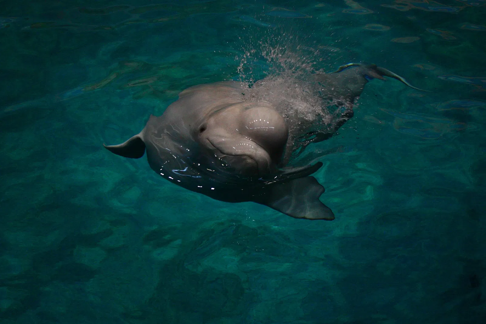 Port of Nagoya Public Aquarium