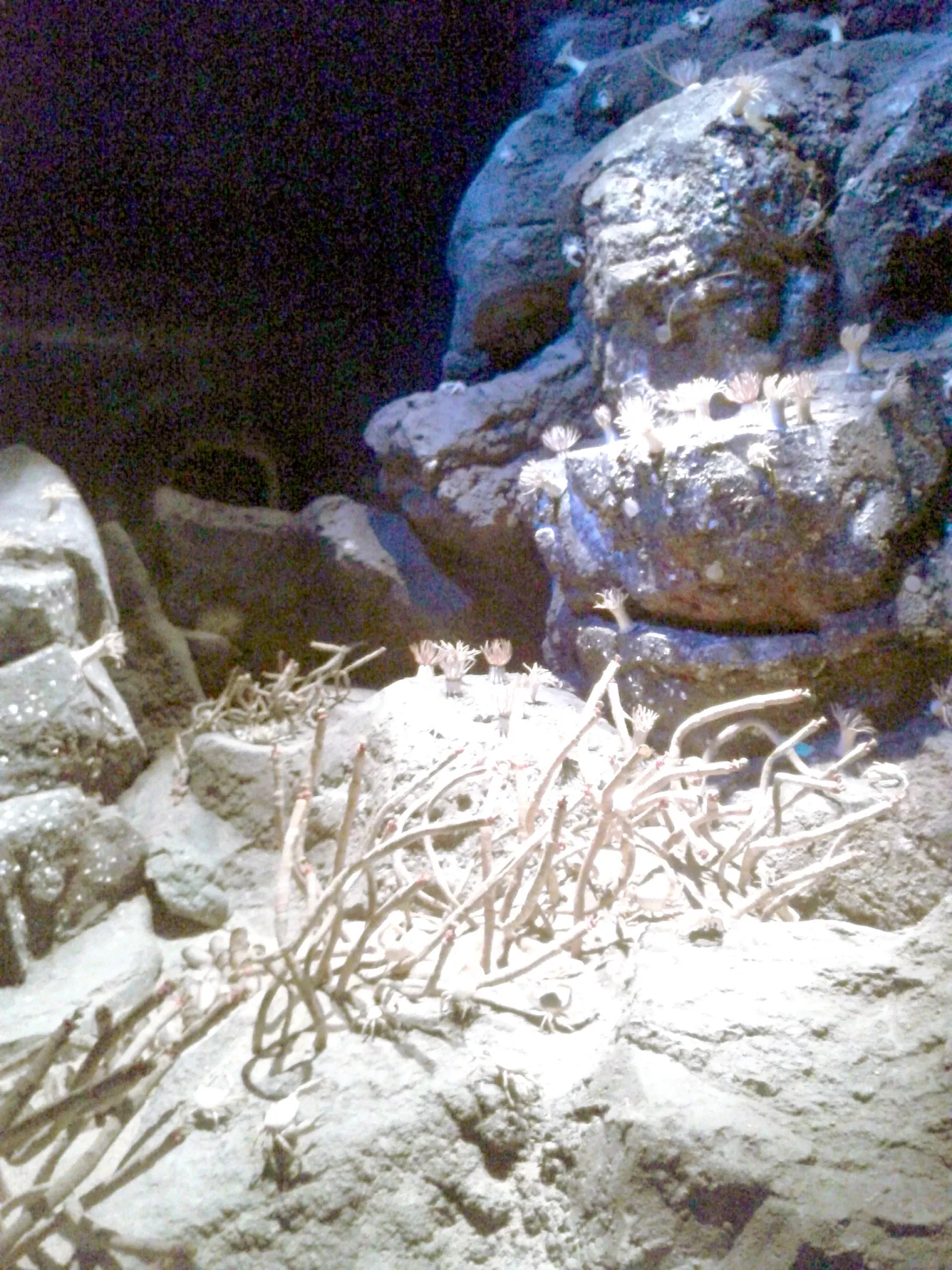 Port of Nagoya Public Aquarium