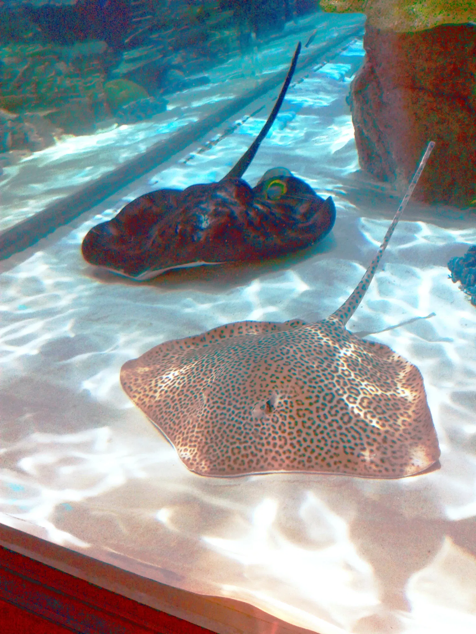 Port of Nagoya Public Aquarium