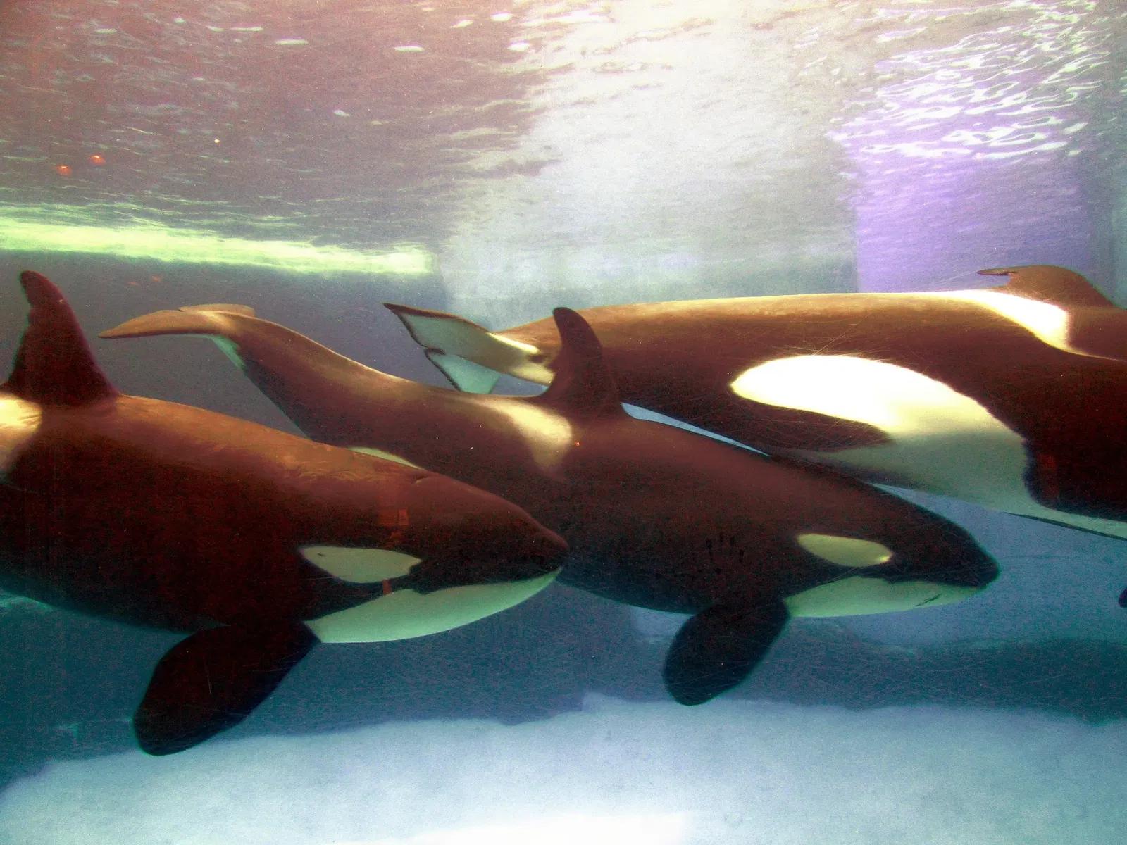 Port of Nagoya Public Aquarium