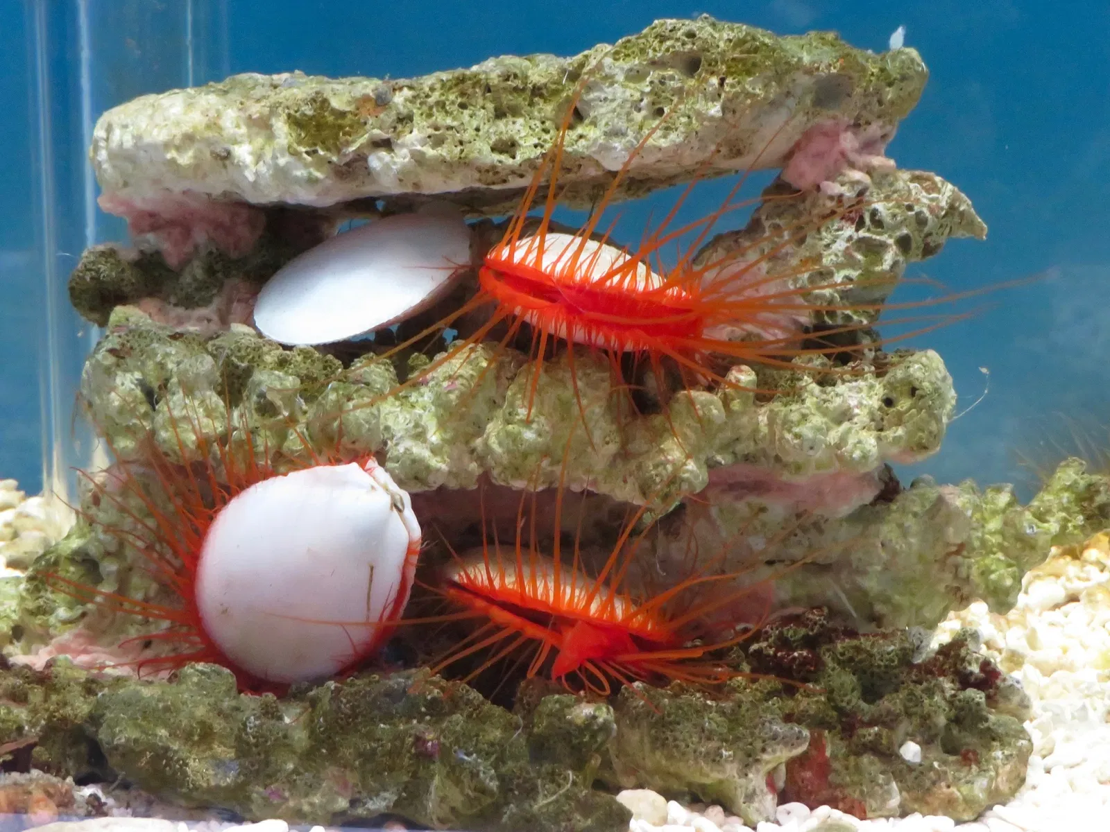 Port of Nagoya Public Aquarium