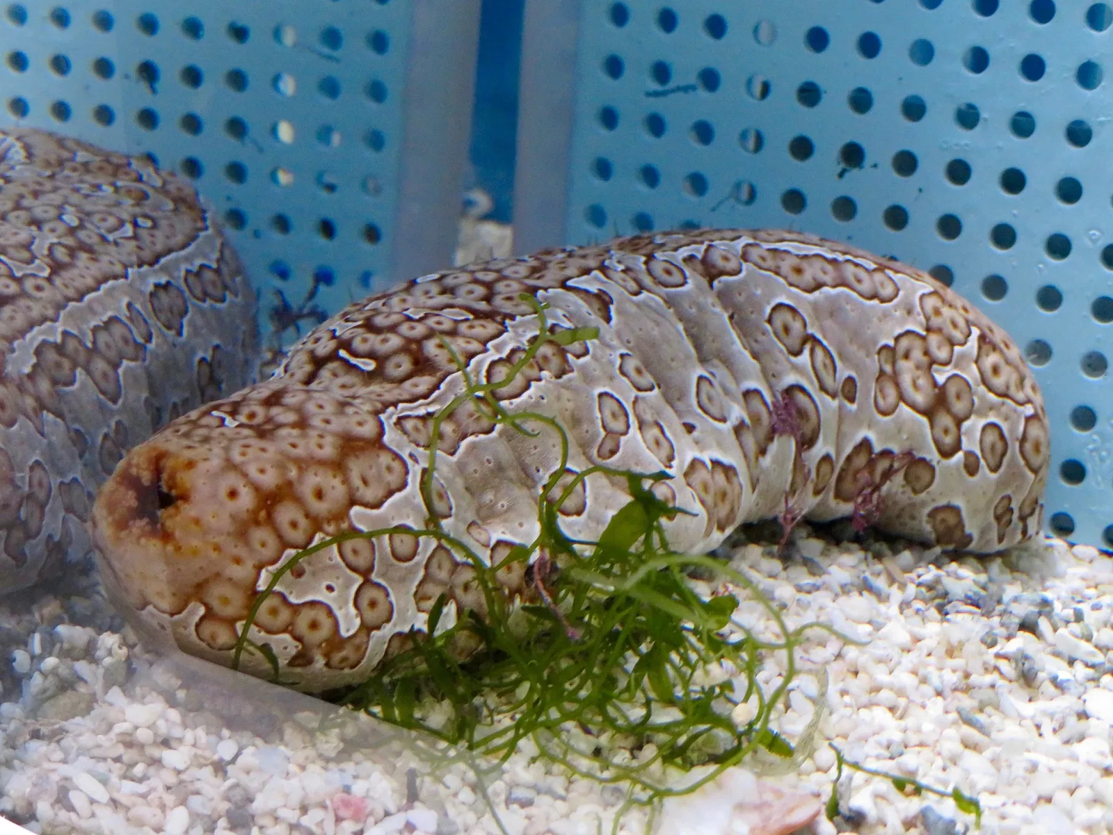 Port of Nagoya Public Aquarium