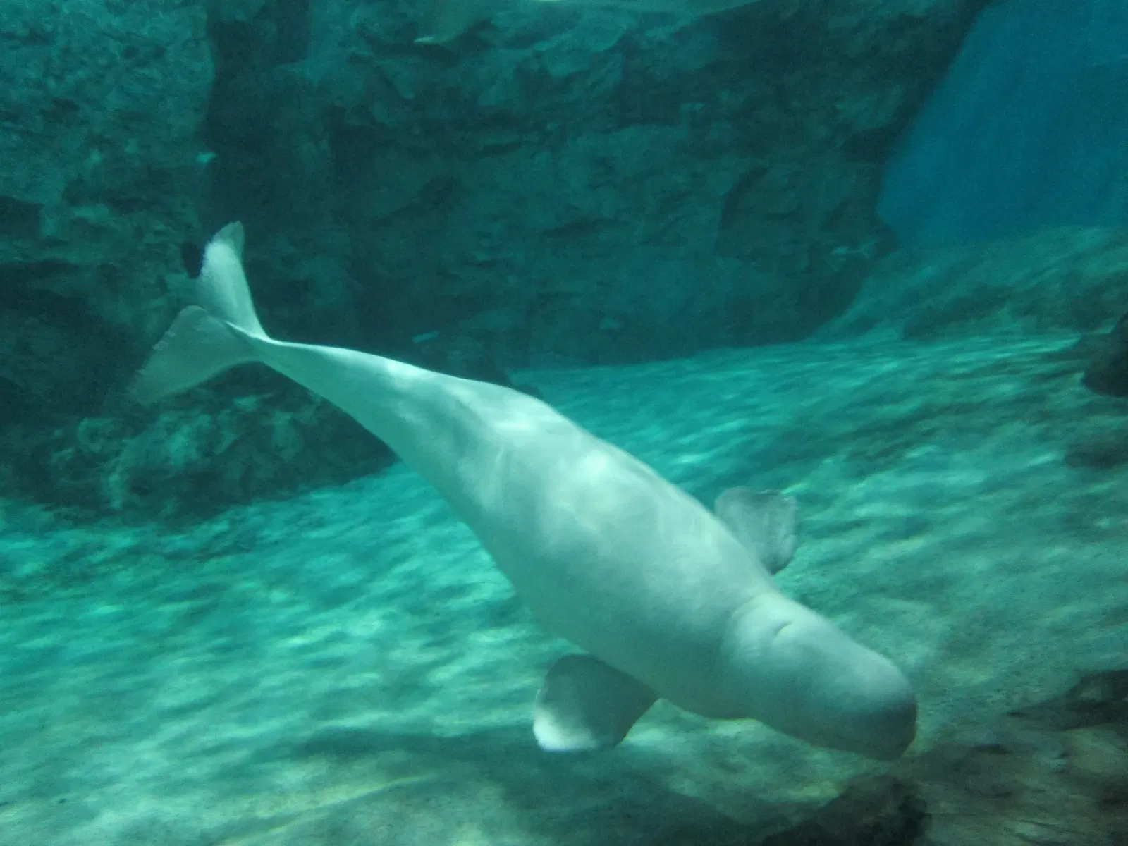 Port of Nagoya Public Aquarium