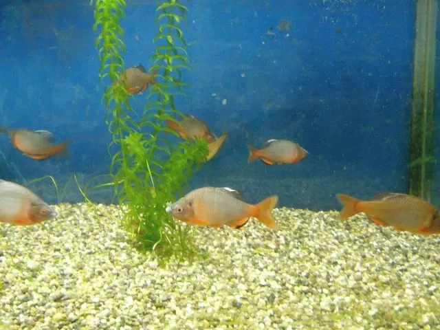 Nogeyama Zoological Gardens