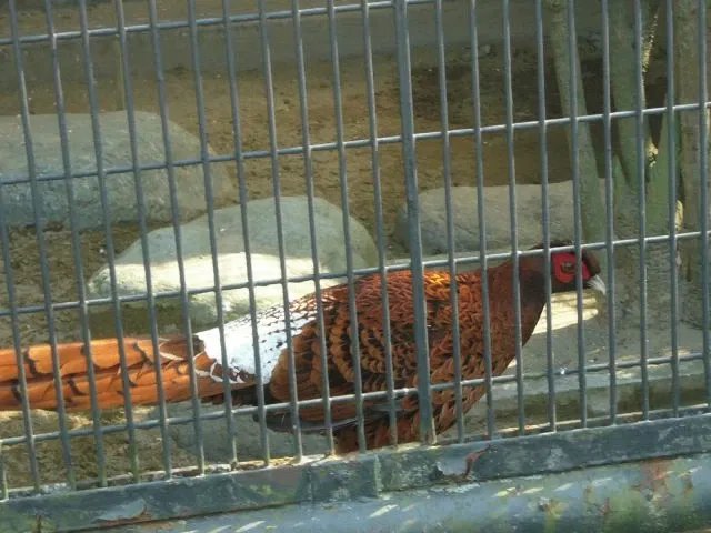 Nogeyama Zoological Gardens