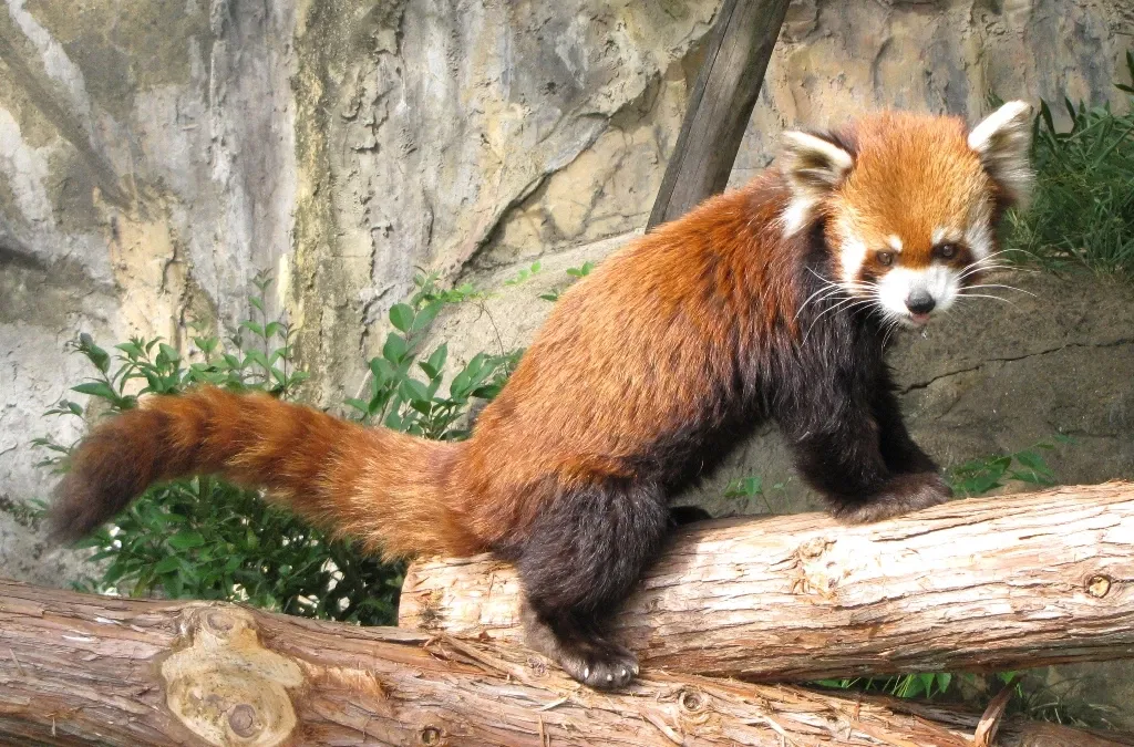 Nogeyama Zoological Gardens