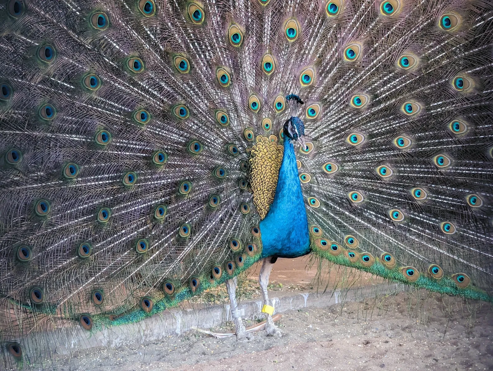 Nogeyama Zoological Gardens