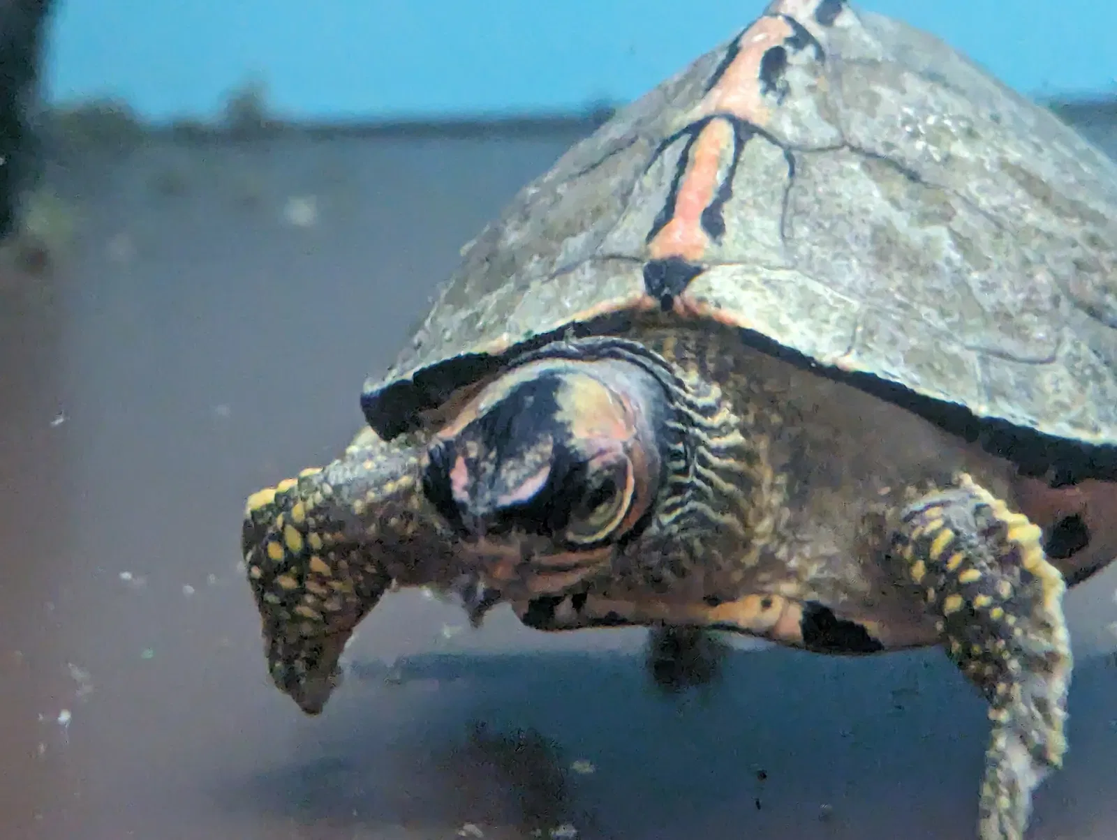 Nogeyama Zoological Gardens