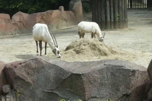 Yokohama City Kanazawa Zoo