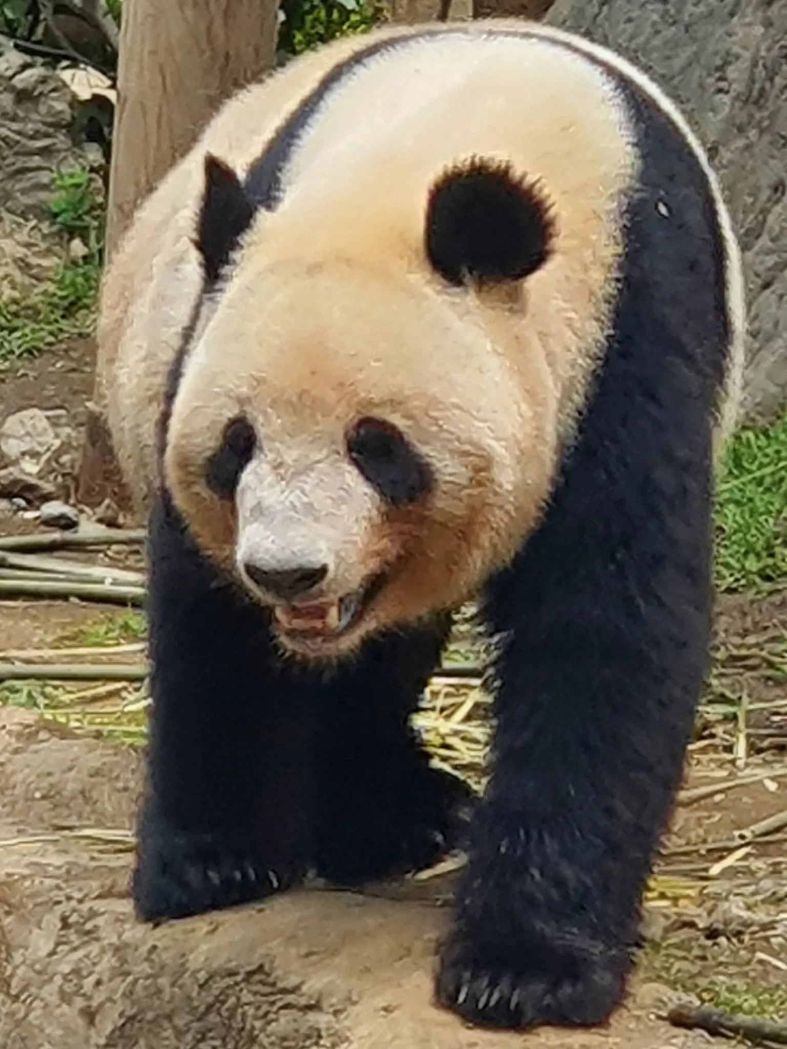 Ueno Zoo
