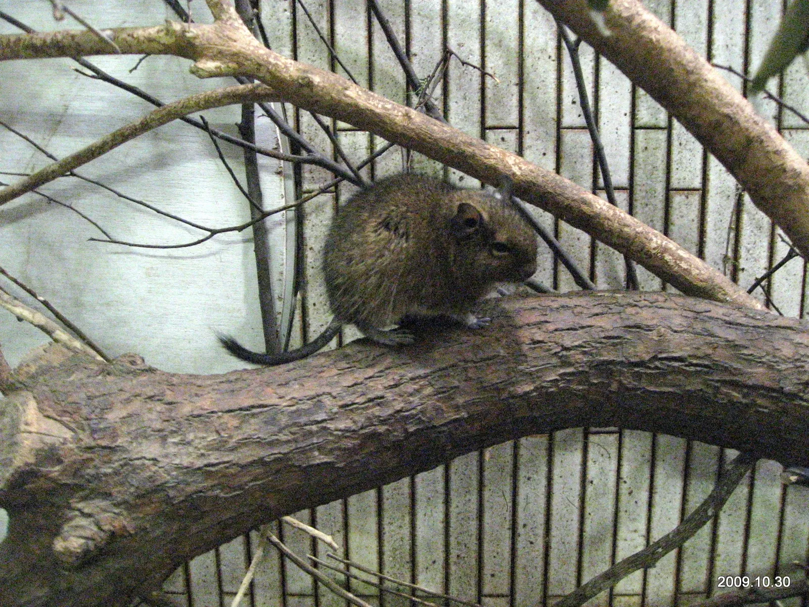 Ueno Zoo