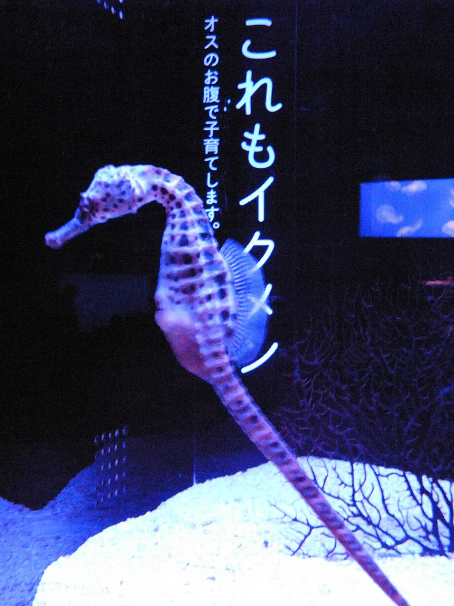 Sumida Aquarium
