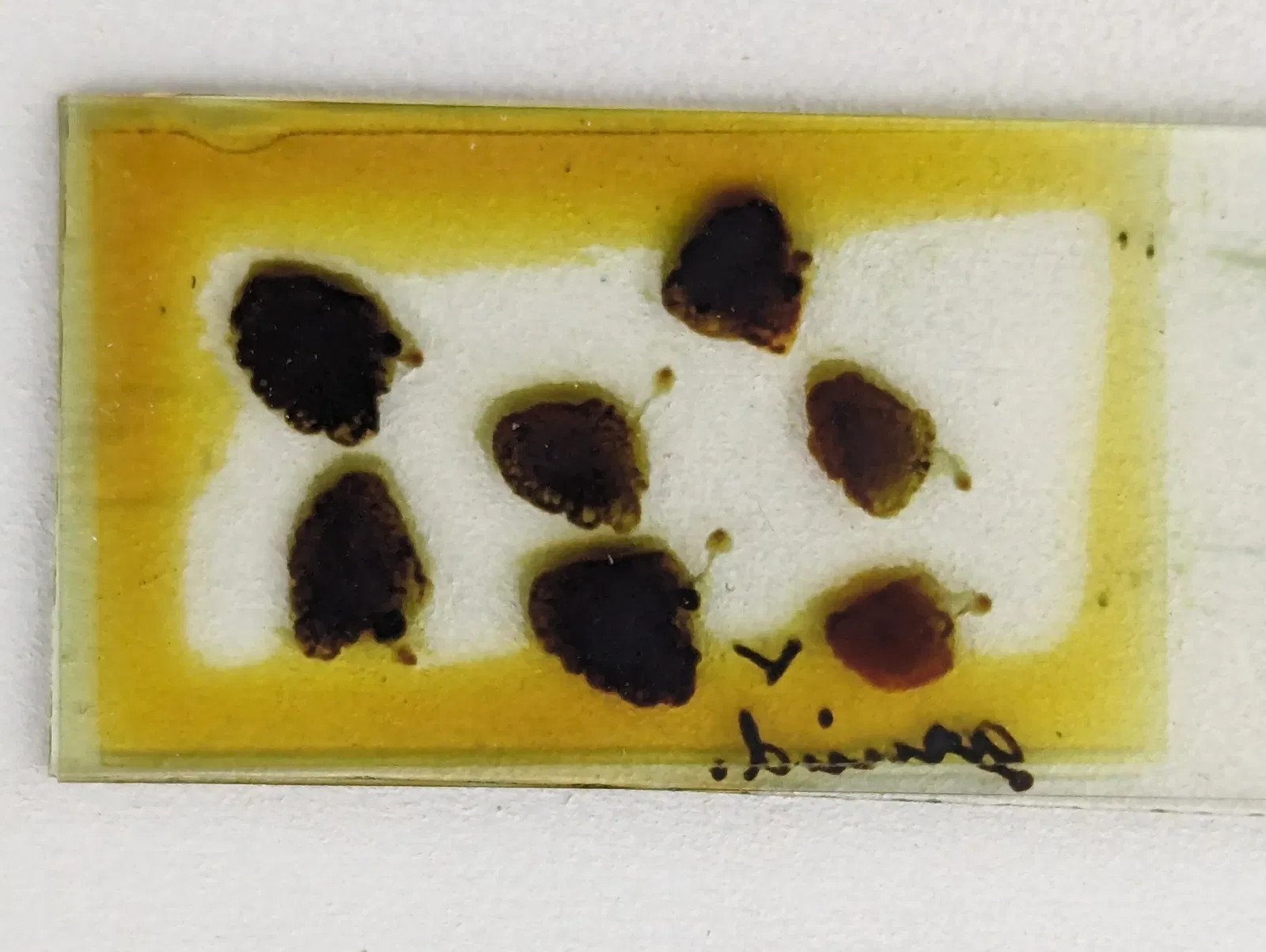 Meguro Parasitological Museum