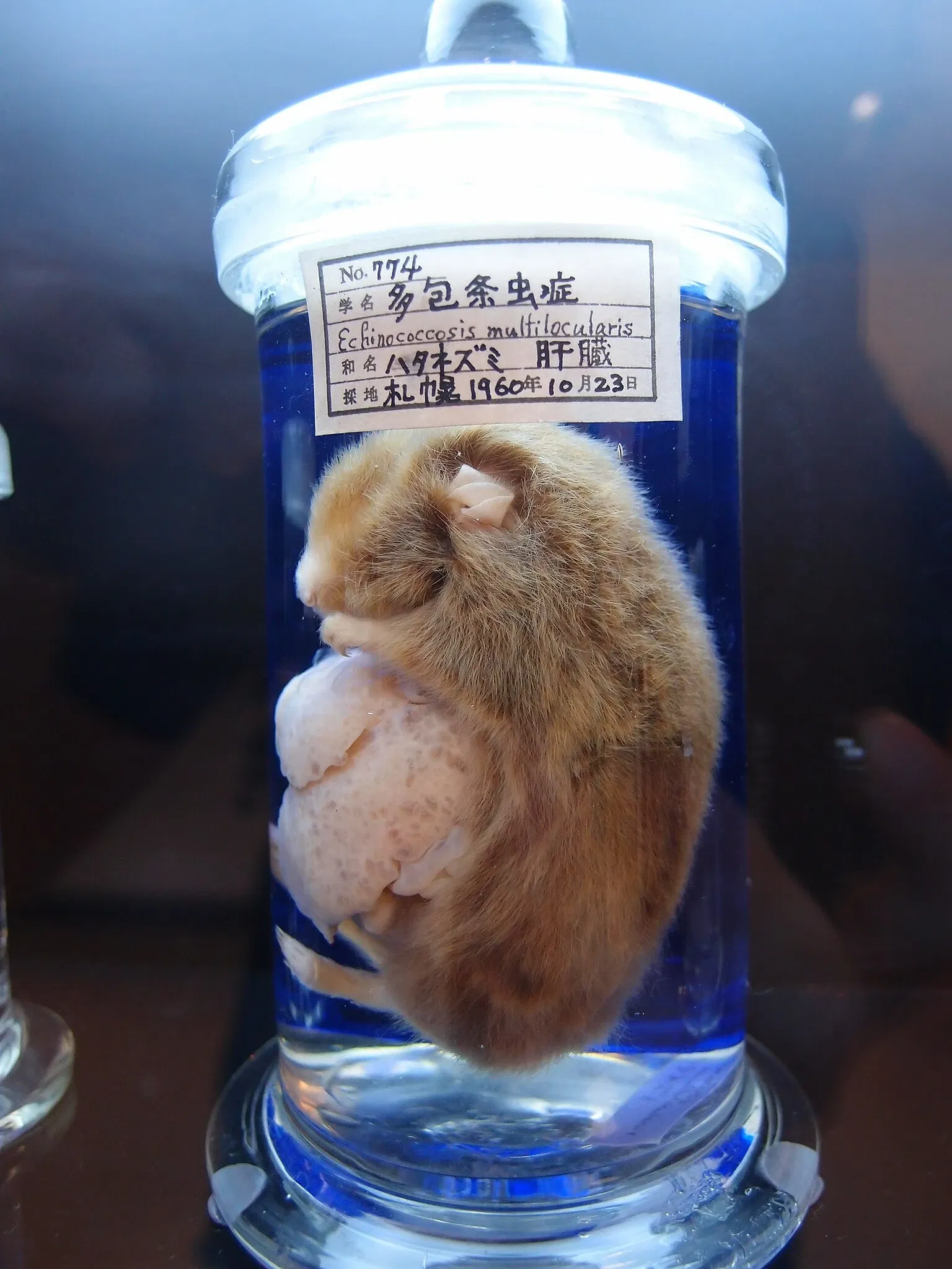 Meguro Parasitological Museum