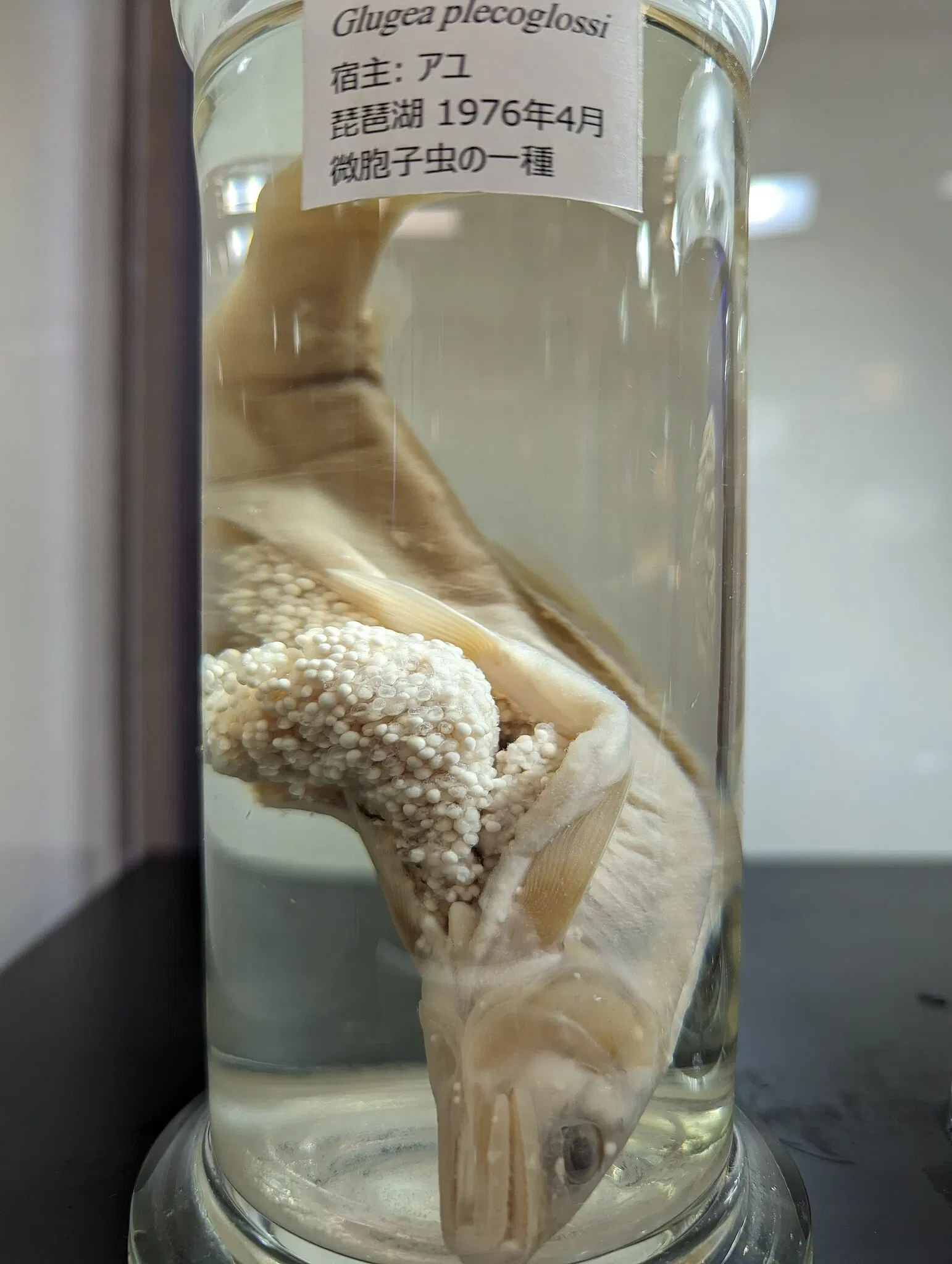 Meguro Parasitological Museum