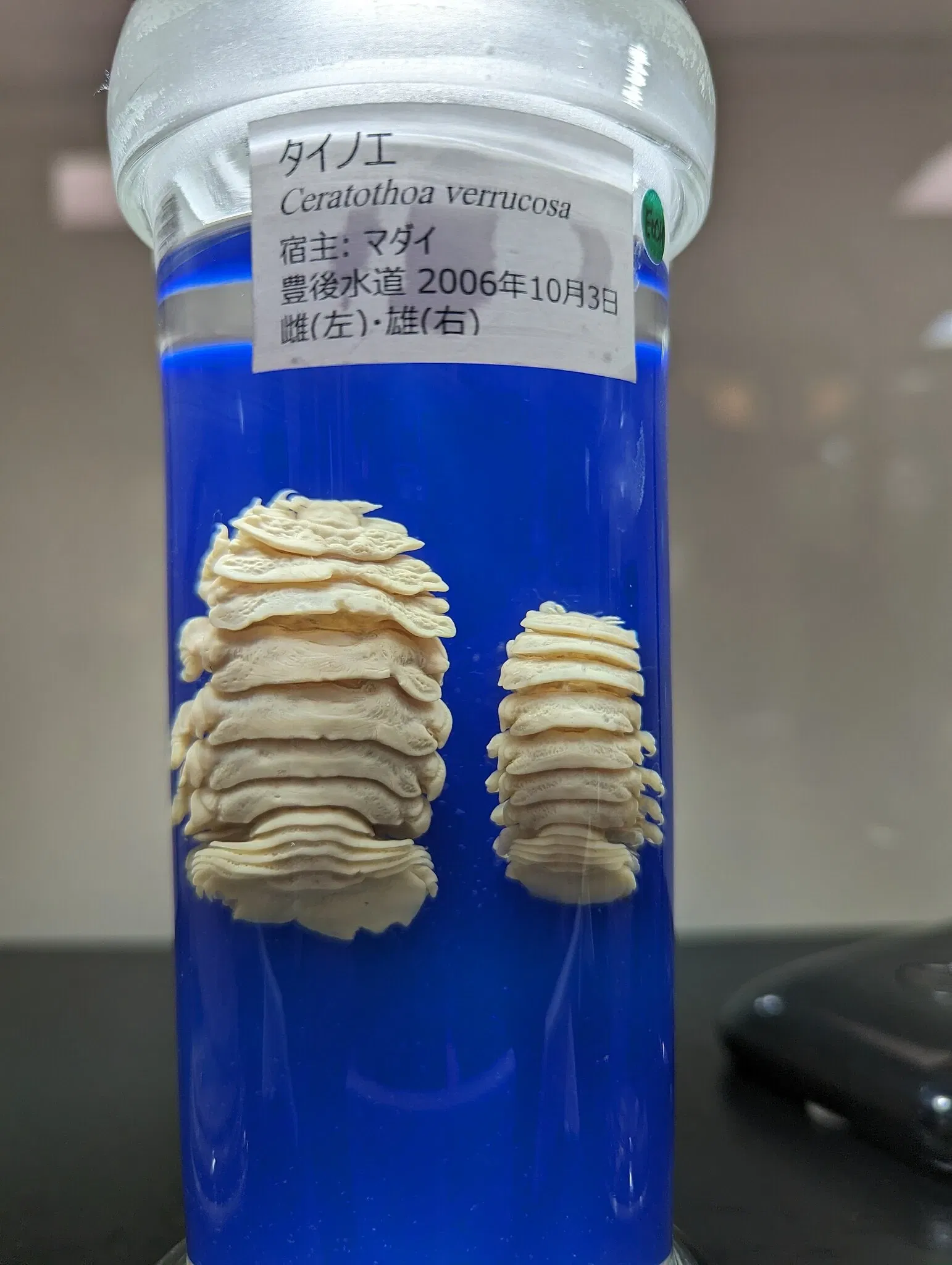 Meguro Parasitological Museum