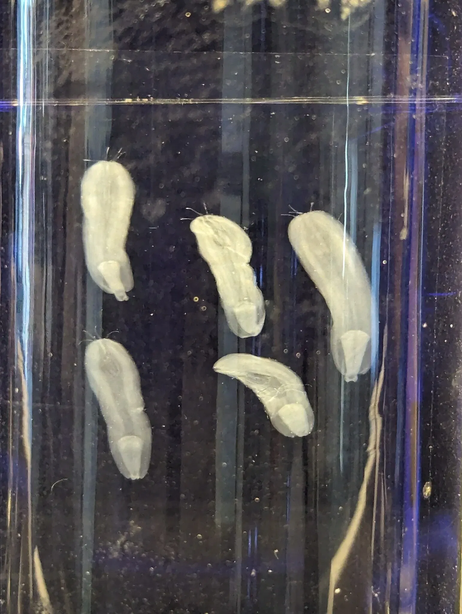 Meguro Parasitological Museum