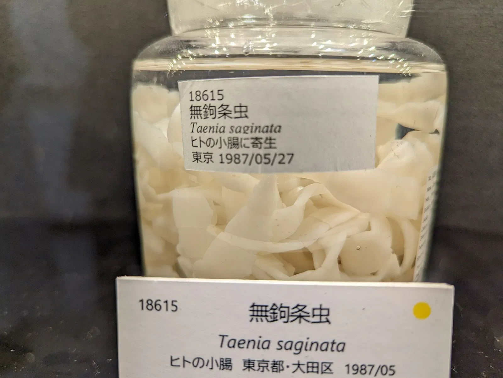 Meguro Parasitological Museum