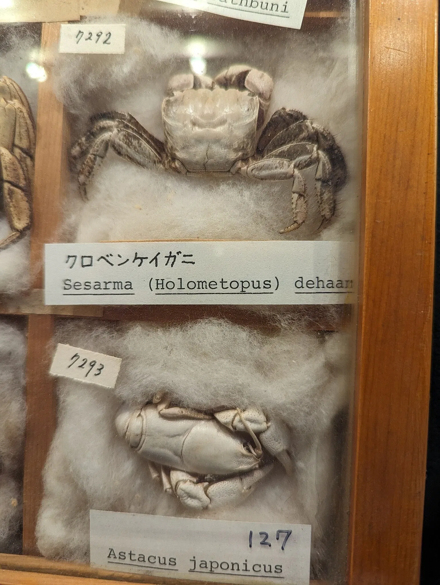 Meguro Parasitological Museum