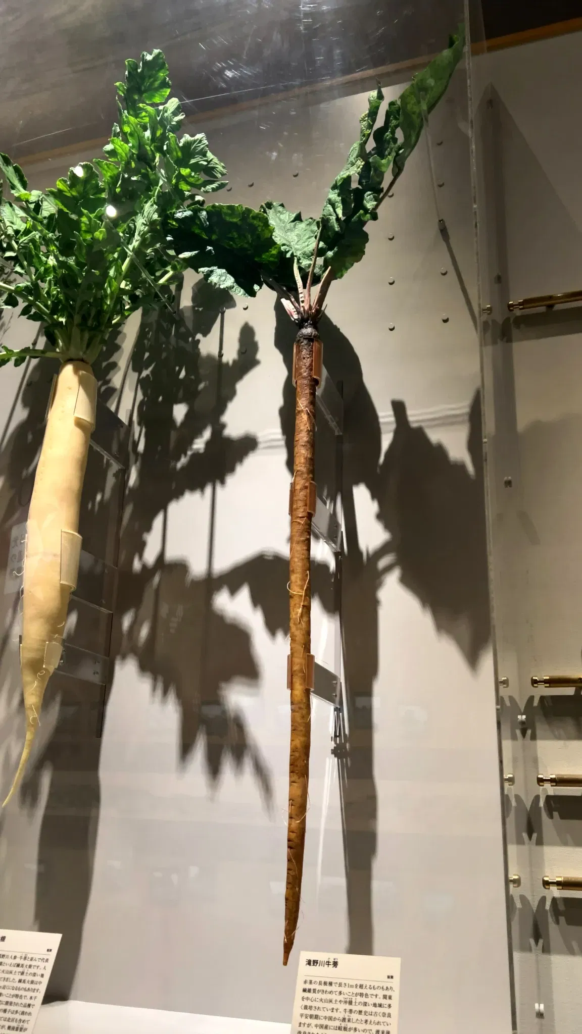 Kita City Asukayama Museum