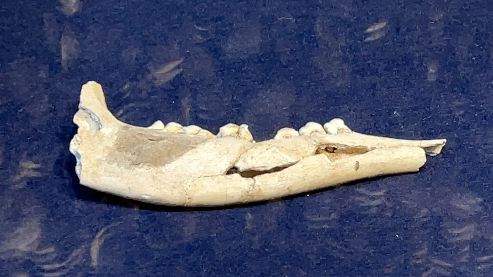 Kita City Asukayama Museum