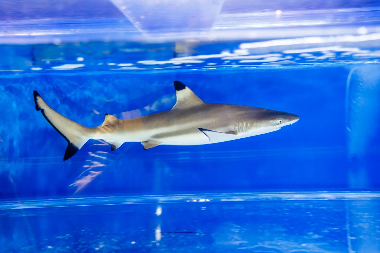 Osaka Aquarium Kaiyukan