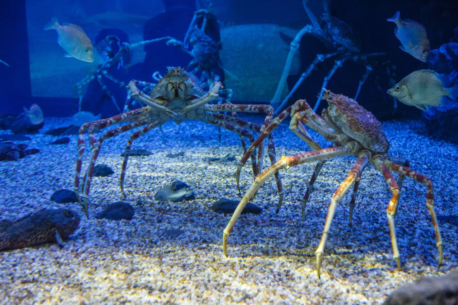 Osaka Aquarium Kaiyukan