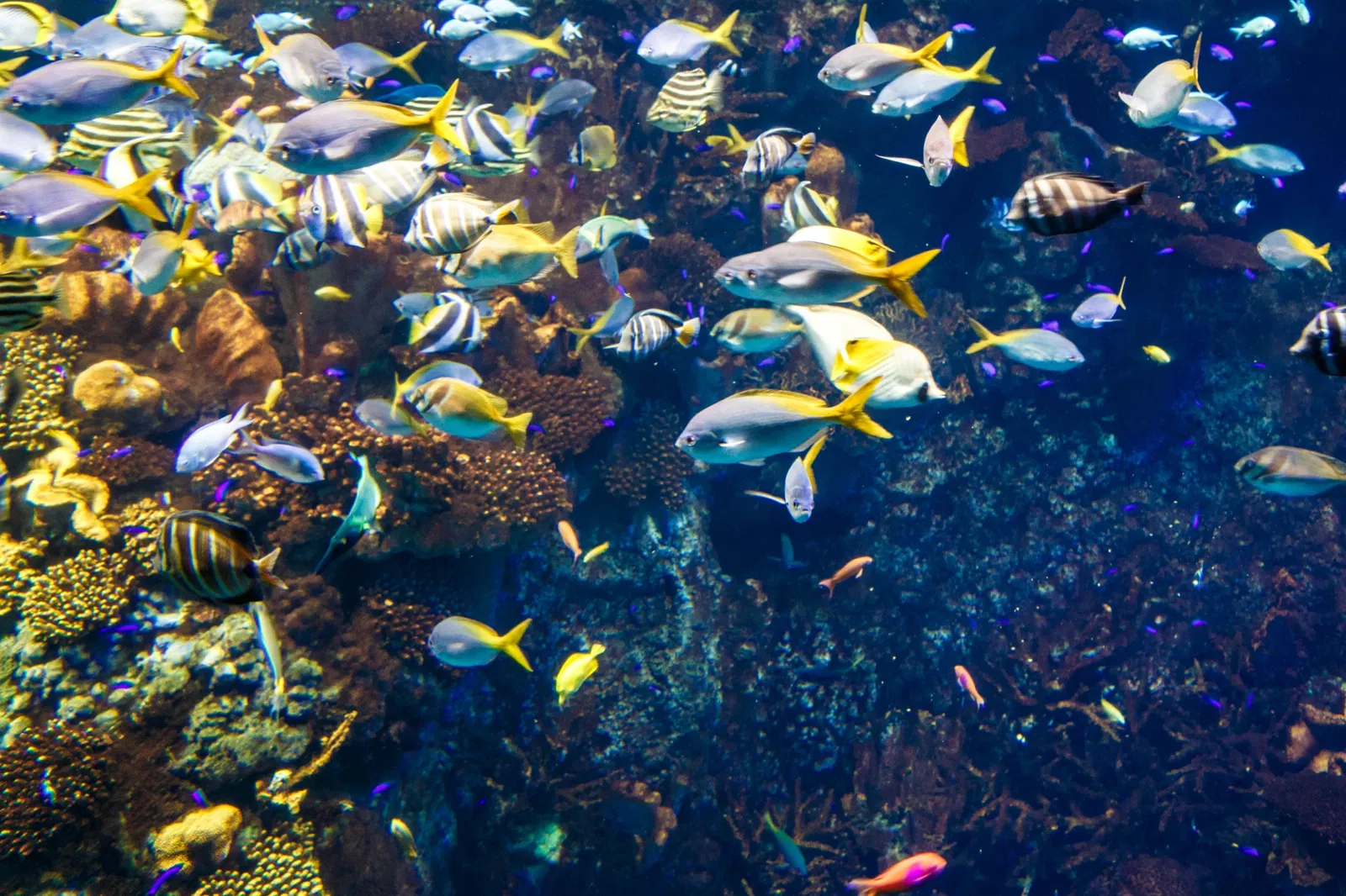 Osaka Aquarium Kaiyukan