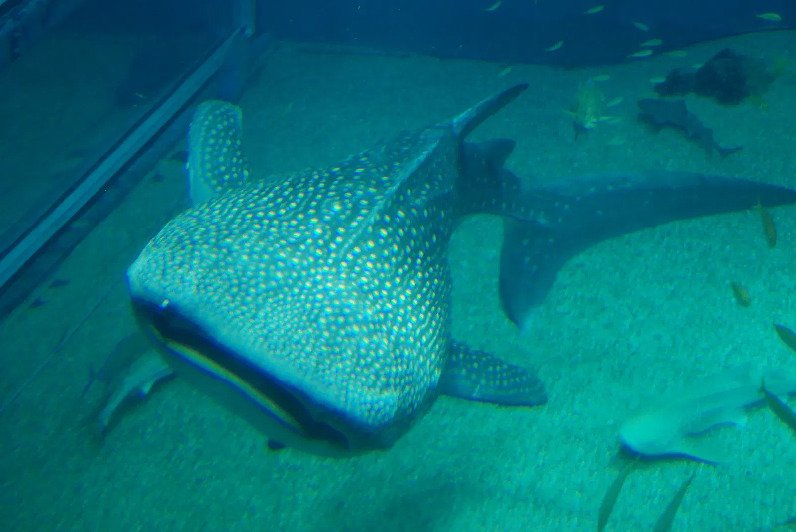 Osaka Aquarium Kaiyukan