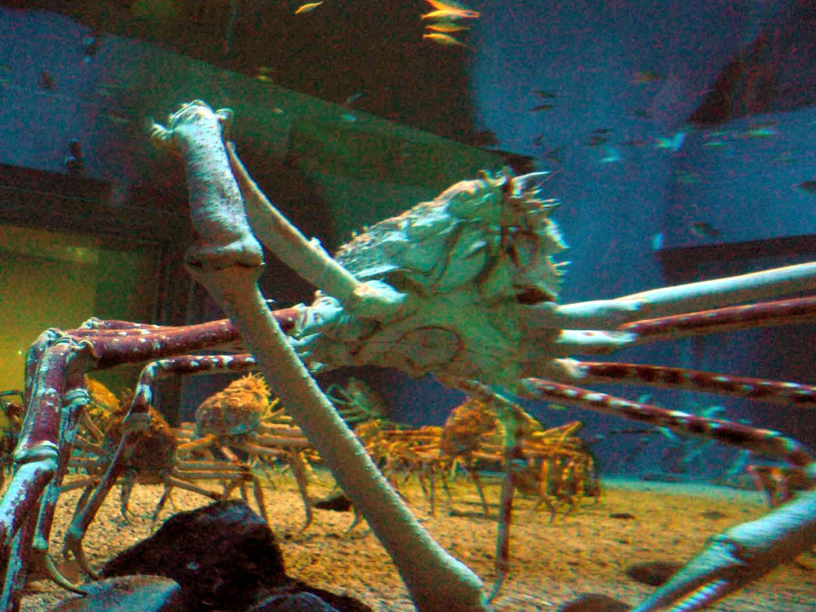 Osaka Aquarium Kaiyukan