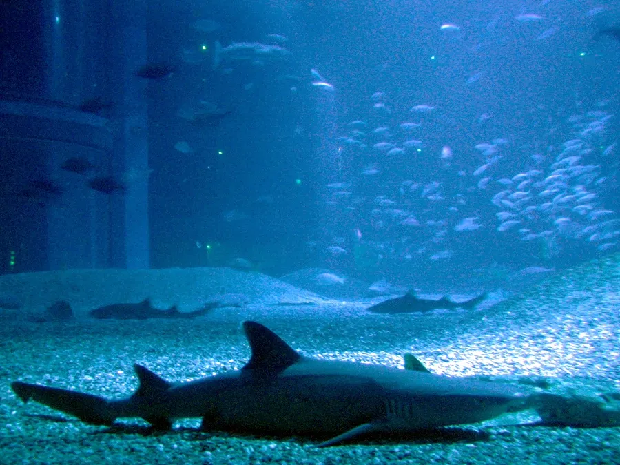 Osaka Aquarium Kaiyukan
