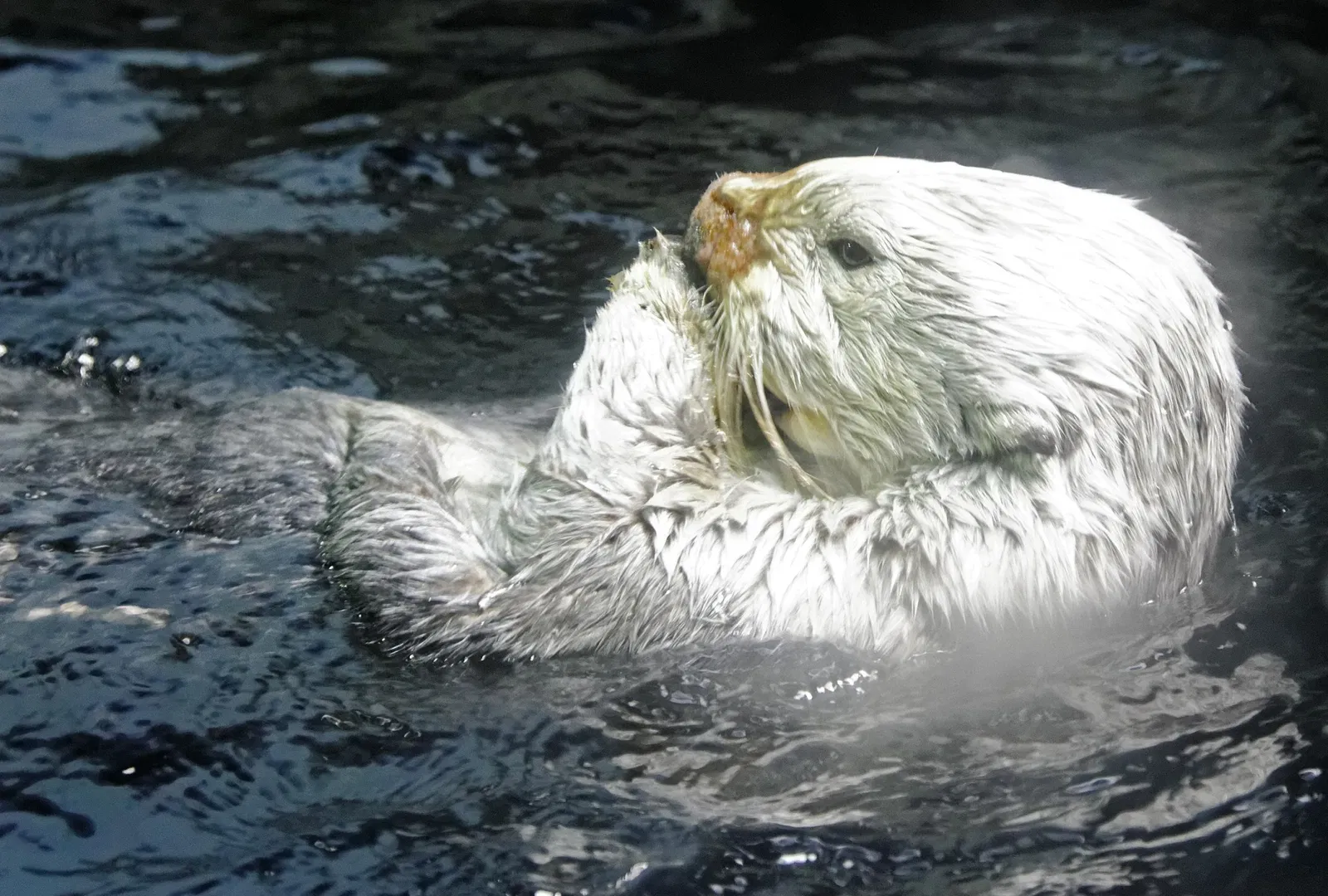Osaka Aquarium Kaiyukan