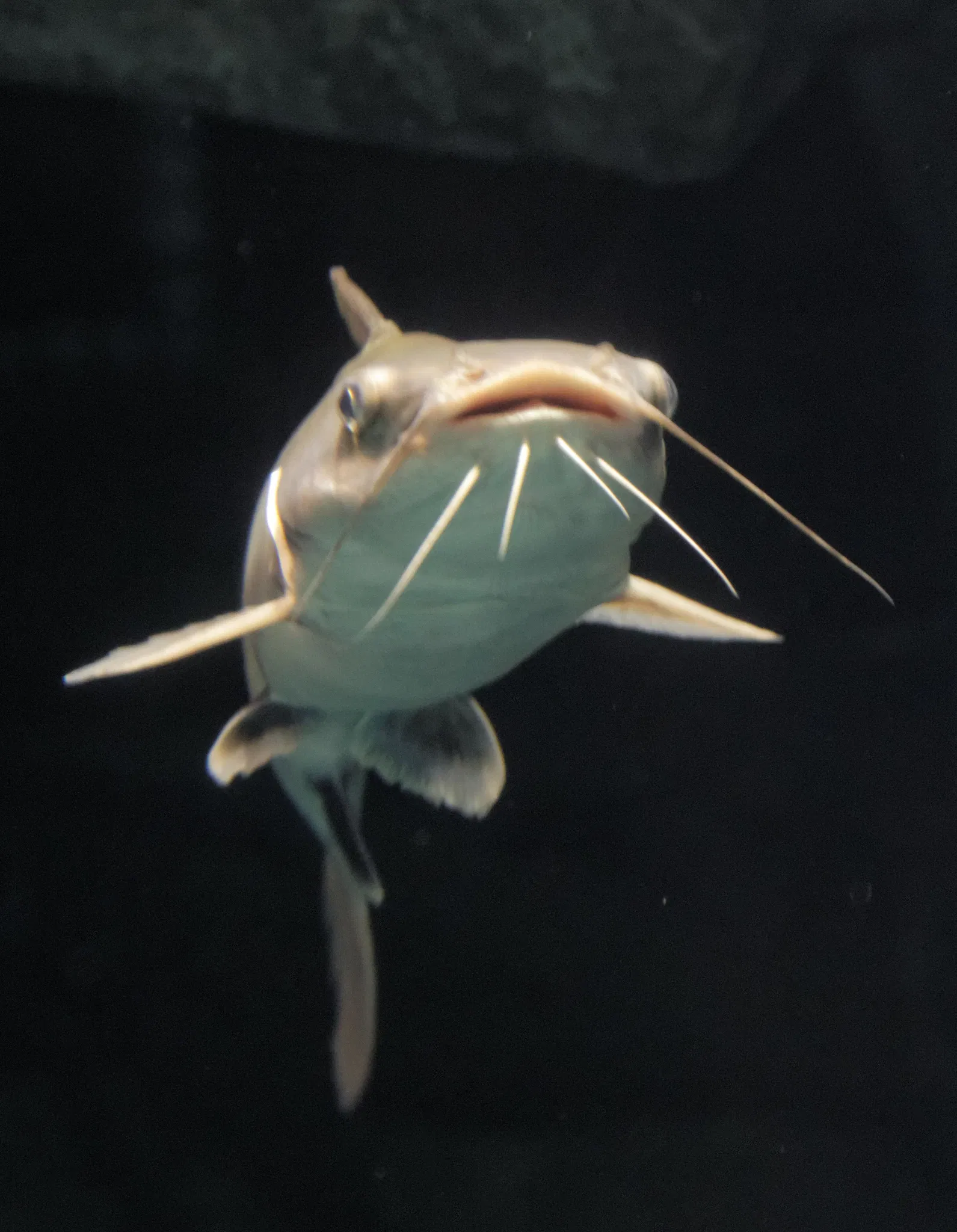 Osaka Aquarium Kaiyukan