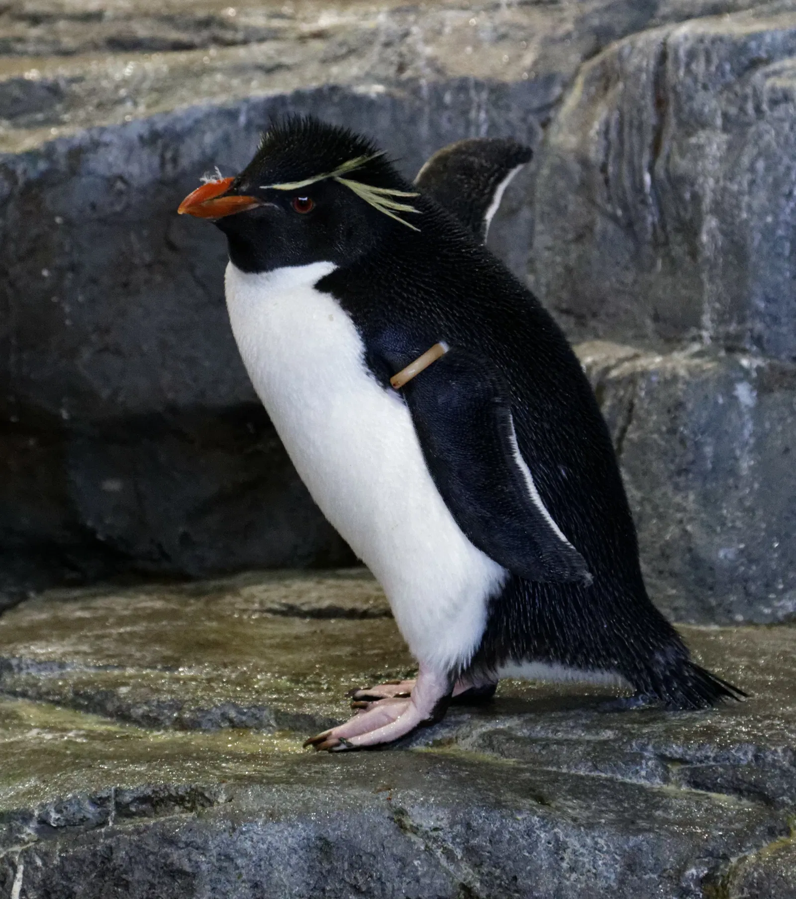 Osaka Aquarium Kaiyukan